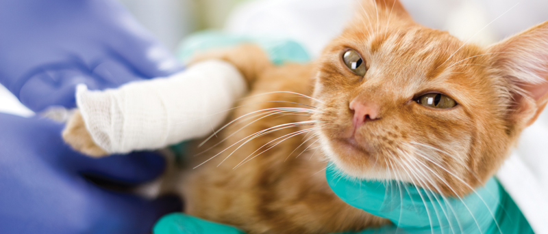 Pet Insurance Pet Insurance