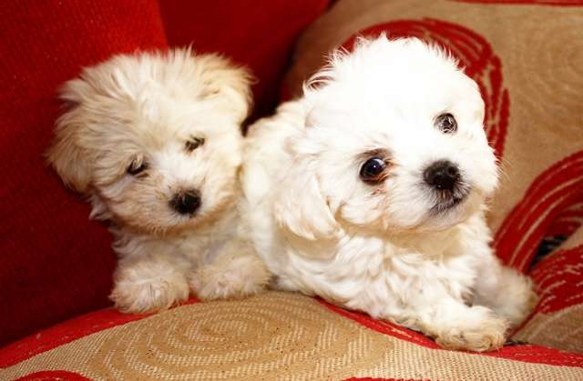 Training and Grooming Maltese Dogs