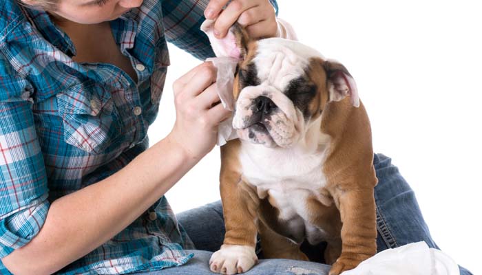 Pet grooming home service