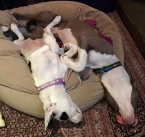 Home Pet sitting