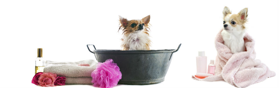 Benefits of Grooming your Dog