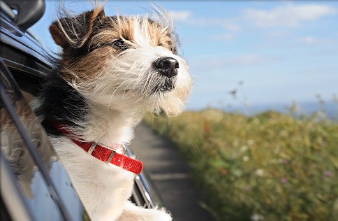 Pet Travel Cape Town Information for Pet travel Cape Town