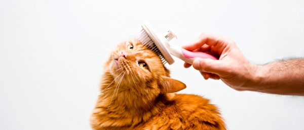 get my cat groomed