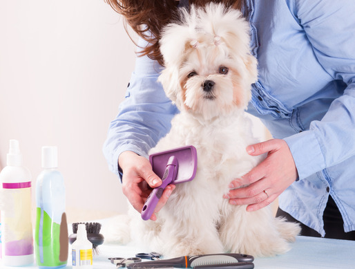 How often should I groom my dog