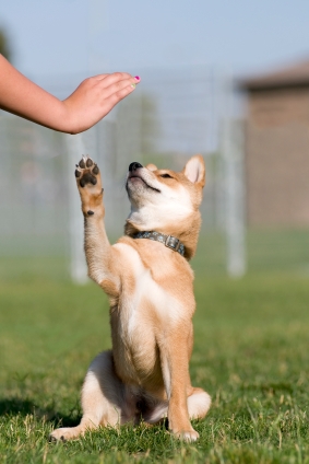 puppy trick training