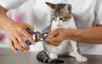 Pet Shipping
