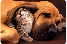 In Home Pet Sitting