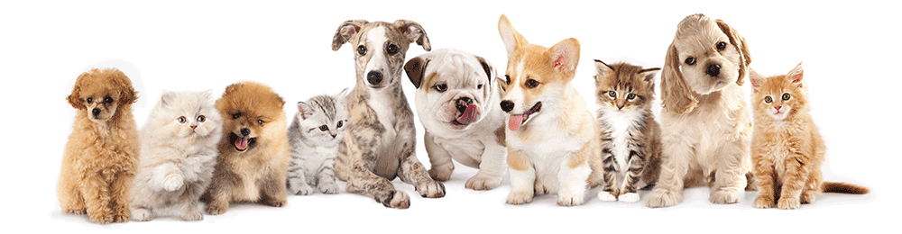 Ebay for Pet goodies